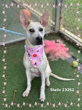 SHEILA -  Great Dane and Shepherd Dog for Adoption in Marietta, Georgia - SHEILA | PetCurious
