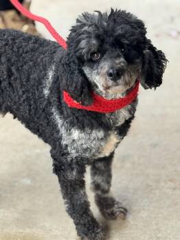 Miniature Poodle Dogs Available for Adoption - Monty | PetCurious