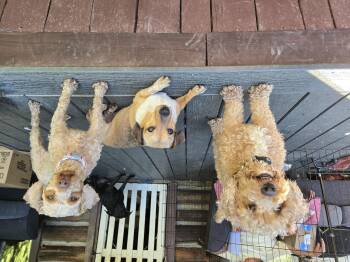 Rescue Miniature Poodle Dogs for Adoption in Friendship, New York - Trixie Sampson | PetCurious