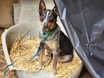 Australian Cattle Dog Blue Heeler Dogs Available for Adoption in Paso Robles, California - Princess Belle | PetCurious