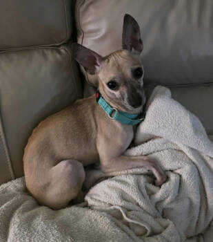 Rescue Chihuahua Dogs for Adoption in Osteen, Florida - Rocket | PetCurious