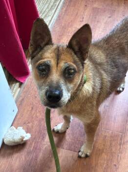Sunshine -  Shepherd Dog for Adoption in Cambridge, Maryland - Sunshine | PetCurious