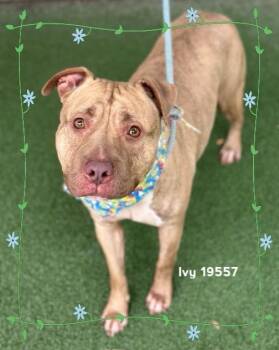 IVY -  Pit Bull Terrier Dog for Adoption in Marietta, Georgia - IVY | PetCurious