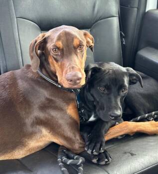 Rescue Doberman Pinscher Dogs for Adoption in Gilbert, Arizona - Cy | PetCurious