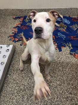 Chef Boyardee -  Pit Bull Terrier and Mixed Breed Dog for Adoption in Westland, Michigan - Chef Boyardee | PetCurious