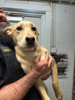 Shepherd Dogs Available for Adoption - Betsy (Pink Elephant Collar) | PetCurious