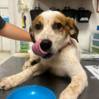 Aetherstone -  Mixed Breed Dog for Adoption in Fredericksburg, Virginia - Aetherstone | PetCurious