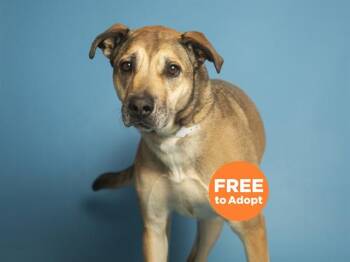 Pit Bull Terrier and Mixed Breed Dogs Available for Adoption in Phoenix, Arizona - DENOVO | PetCurious