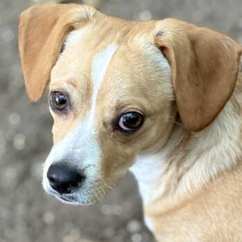 Marley -  Beagle and Chihuahua Dog for Adoption in Calverton, New York - Marley | PetCurious