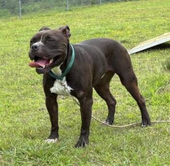 Rescue American Bulldog Dogs for Adoption in Virginia Beach, Virginia - 179480 Titan | PetCurious