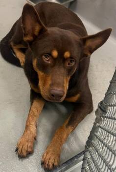 AC-5418 "Mace" -  Shepherd and Husky Dog for Adoption in Conyers, Georgia - AC-5418 "Mace" | PetCurious