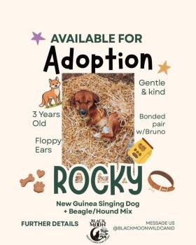 Rocky -  New Guinea Singing Dog Dog for Adoption in Newark, Ohio - Rocky | PetCurious