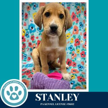 Hound Dogs Available for Adoption in Kimberton, Pennsylvania - Stanley (Toolbox Pups) 042526 | PetCurious