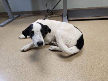 MOCHI -  Australian Cattle Dog Blue Heeler and Mixed Breed Dog for Adoption in Loveland, Colorado - MOCHI | PetCurious