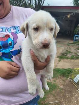 Labrador Retriever Dogs Available for Adoption in San Antonio, Texas - ENCHILADA | PetCurious