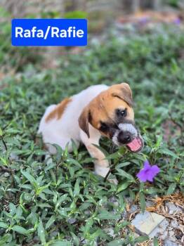 Rafa -  Cattle Dog and Shepherd Dog for Adoption in Gainesville, Virginia - Rafa | PetCurious