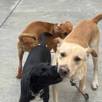 Labrador Retriever Dogs Available for Adoption in Wheeling, Illinois - Woozy | PetCurious