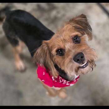 Spencer -  Yorkshire Terrier and Mixed Breed Dog for Adoption in Fairfax Station, Virginia - Spencer | PetCurious