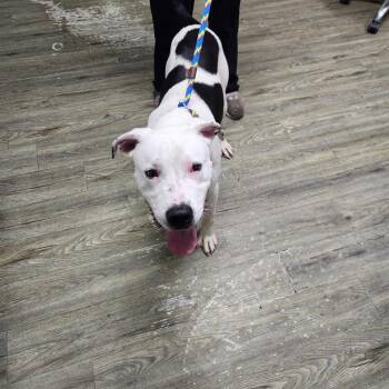 Mixed Breed Dogs Available for Adoption in Summerville, South Carolina - Tyrone | PetCurious