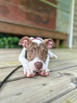 Madi Peeps -  American Staffordshire Terrier and Pit Bull Terrier Dog for Adoption in Marietta, Georgia - Madi Peeps | PetCurious
