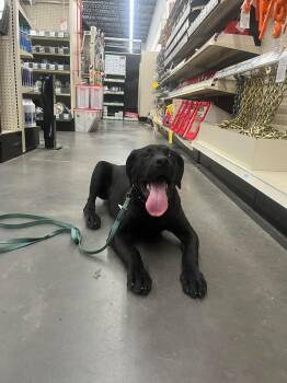 English Bulldog and Chesapeake Bay Retriever Dogs Available for Adoption in Jacksonville, North Carolina - Gunner | PetCurious