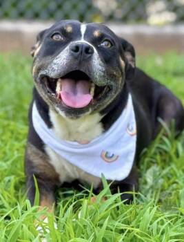 Rescue Mixed Breed Dogs for Adoption in Bahama, North Carolina - Eclair | PetCurious