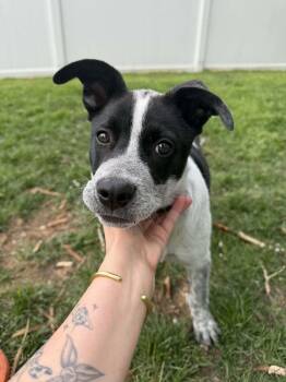 Australian Cattle Dog Blue Heeler Dogs Available for Adoption in Salt Lake City, Utah - Cowboy Pants | PetCurious
