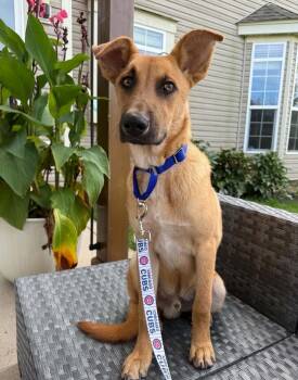 Freddie -  German Shepherd Dog Dog for Adoption in Fredonia, Wisconsin - Freddie | PetCurious