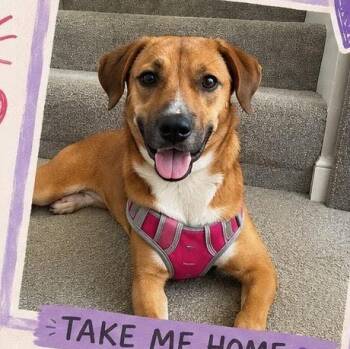 Beagle Dogs Available for Adoption in Lemont, Illinois - Gabby | PetCurious