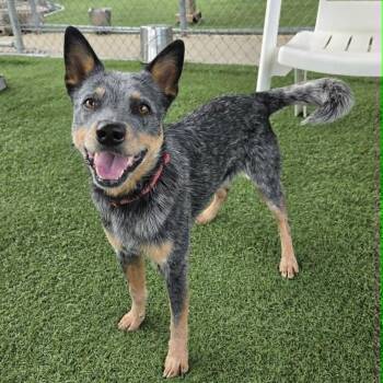 Banjo -  Australian Cattle Dog Blue Heeler Dog for Adoption in Sparta, Wisconsin - Banjo | PetCurious