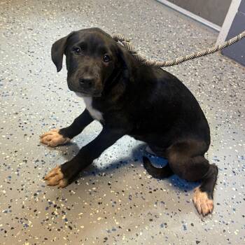 TUSC-Stray-85100_2 -  Hound and Mixed Breed Dog for Adoption in Tuscaloosa, Alabama - TUSC-Stray-85100_2 | PetCurious