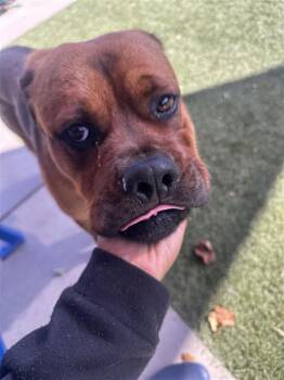 Rocky -  Cane Corso and Rottweiler Dog for Adoption in Elk Grove, California - Rocky | PetCurious