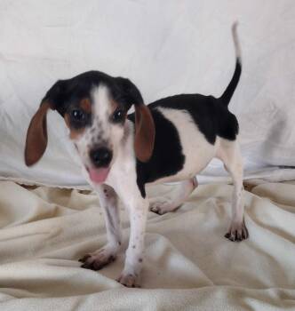 Stanley -  Beagle Dog for Adoption in Lexington, Kentucky - Stanley | PetCurious