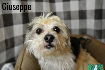 Maltese and Yorkshire Terrier Dogs Available for Adoption in Fort Mill, South Carolina - Giuseppe | PetCurious