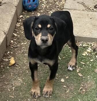 Labrador Retriever and Hound Dogs Available for Adoption in Brownstown, Indiana - Sunflower | PetCurious