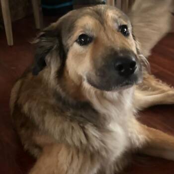German Shepherd Dog and Great Pyrenees Dogs Available for Adoption in Austin, Texas - Dezeray | PetCurious