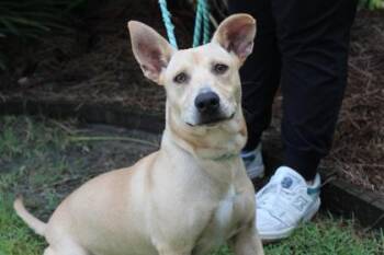Costco Hot Dog -  Basset Hound and Mixed Breed Dog for Adoption in Brunswick, Georgia - Costco Hot Dog | PetCurious