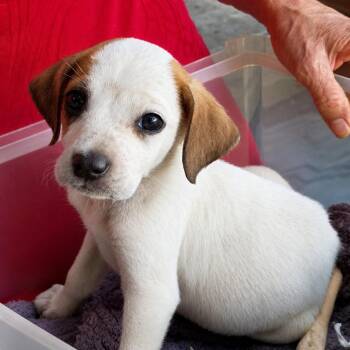 Boxer and Mixed Breed Dogs Available for Adoption in Carmel Hamlet, New York - Toby | PetCurious
