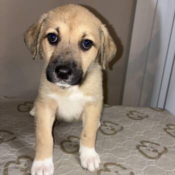 Great Pyrenees and Doberman Pinscher Dogs Available for Adoption - Coconut | PetCurious