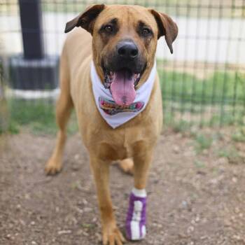 Nutmeg -  Mastiff and Labrador Retriever Dog for Adoption in Bullard, Texas - Nutmeg | PetCurious