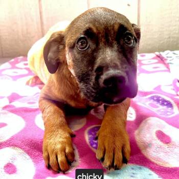 Rescue Black Mouth Cur Dogs for Adoption in Mount Vernon, Arkansas - Chicky | PetCurious