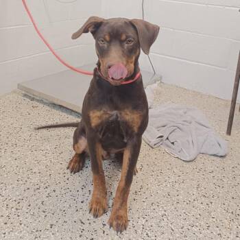 Rugby -  Doberman Pinscher and Mixed Breed Dog for Adoption in Hattiesburg, Mississippi - Rugby | PetCurious
