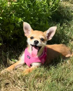 Rescue Mixed Breed Dogs for Adoption in Leander, Texas - Abby | PetCurious