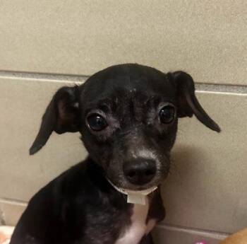 Alan -  Mixed Breed Dog for Adoption in Munster, Indiana - Alan | PetCurious