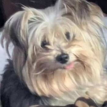 Lady Jen -  Yorkshire Terrier Dog for Adoption in Racine, Wisconsin - Lady Jen | PetCurious