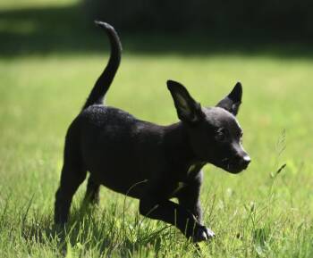 Ocean -  German Shepherd Dog and Rottweiler Dog for Adoption in Mechanicsburg, Pennsylvania - Ocean | PetCurious