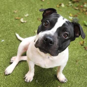 Wonkey Donkey D12578 -  Pit Bull Terrier and Staffordshire Bull Terrier Dog for Adoption - Wonkey Donkey D12578 | PetCurious