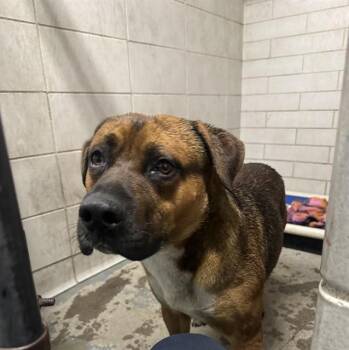 Pit Bull Terrier Dogs Available for Adoption in Stockton, California - LINK | PetCurious