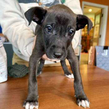 Mixed Breed Dogs Available for Adoption in Bend, Oregon - Poppy | PetCurious