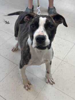 American Staffordshire Terrier and Mixed Breed Dogs Available for Adoption in Dyersburg, Tennessee - Trooper  | PetCurious